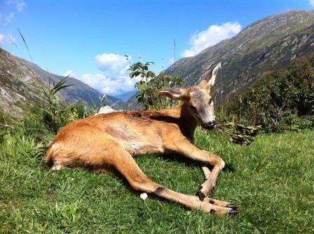 files/vjbh/vjbh-bilder/Bilder fuer Artikel/Hirschkuh_erlegt.JPG