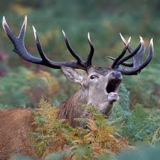 files/vjbh/vjbh-bilder/Bilder fuer Artikel/Red_deer.jpg