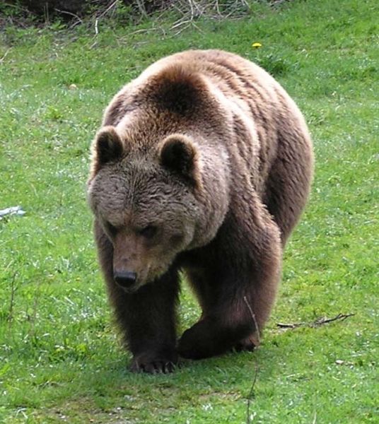 files/vjbh/vjbh-bilder/Bilder fuer Artikel/braunbaer.jpg