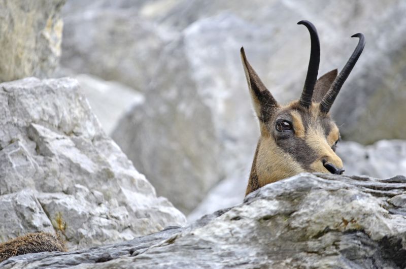 files/vjbh/vjbh-bilder/Bilder fuer Artikel/chamois-1352470_1920.jpg