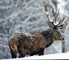 files/vjbh/vjbh-bilder/Bilder fuer Artikel/hirsch im winter.jpg