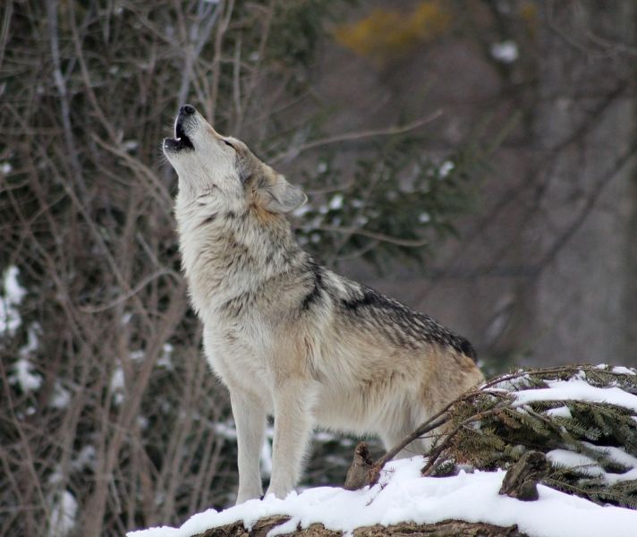 files/vjbh/vjbh-bilder/Bilder fuer Artikel/wolf-1992716_1280.jpg